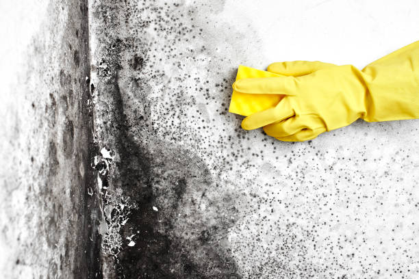 Best Mold Testing  in Moonachie, NJ