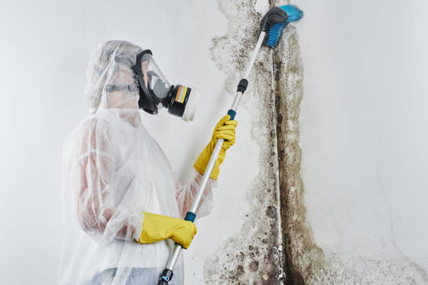 Mold Removal Process in Moonachie, NJ