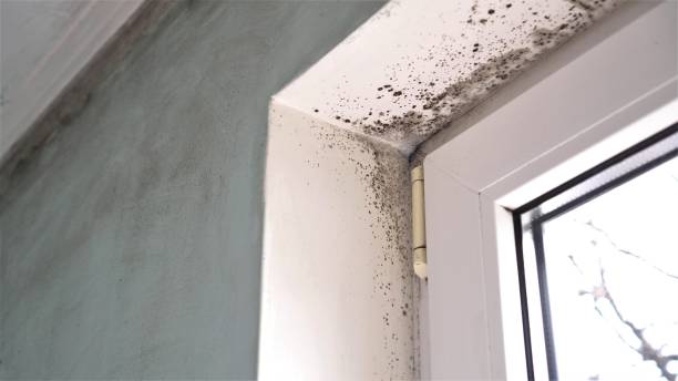 Best Professional Mold Removal  in Moonachie, NJ
