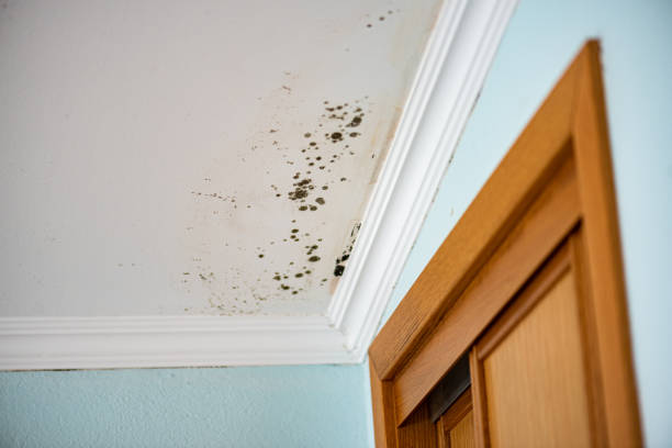 Best Attic Mold Removal  in Moonachie, NJ