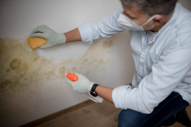 Best Mold Testing  in Moonachie, NJ