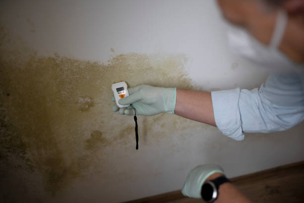 Best Residential Mold Removal  in Moonachie, NJ