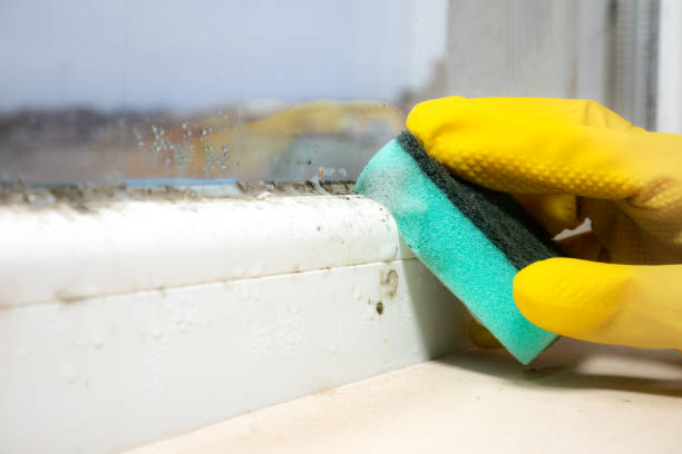 Attic Mold Removal in Moonachie, NJ