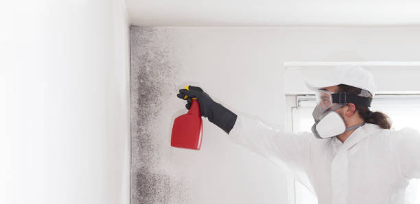 Best Mold Remediation  in Moonachie, NJ