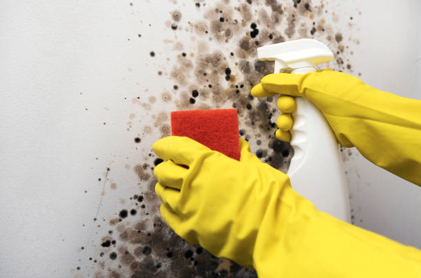 Best Affordable Mold Removal  in Moonachie, NJ