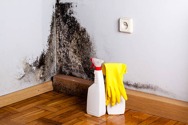 Best Commercial Mold Removal  in Moonachie, NJ