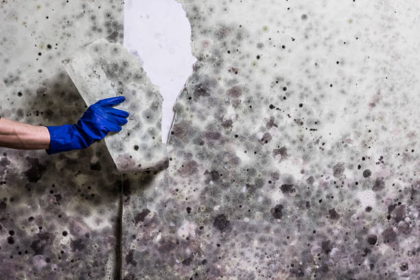 Best Commercial Mold Removal  in Moonachie, NJ