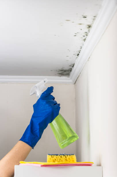 Best Mold Removal Near Me  in Moonachie, NJ